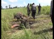 Gajah Liar Mati, Diduga Dibantai Pemburu Di Kawasan Taman Nasional Way Kambas