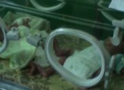 Lahir Kembar Tiga, Satu Berjenis Perempuan Dan Dua Laki – Laki