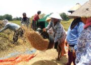 Petani Menjerit,Harga Gabah Kering Turun 9,85 Persen