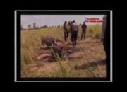 (VIDEO) Perburuan Gading Gajah di TNWK Menghawatirkan