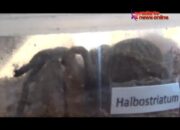 Bea Cukai Lampung Gagalkan Impor 111 Ekor Tarantula Ilegal Asal Thailand