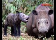 Lucunya Bayi Betina Badak Ratu dari Way Kambas (Video)