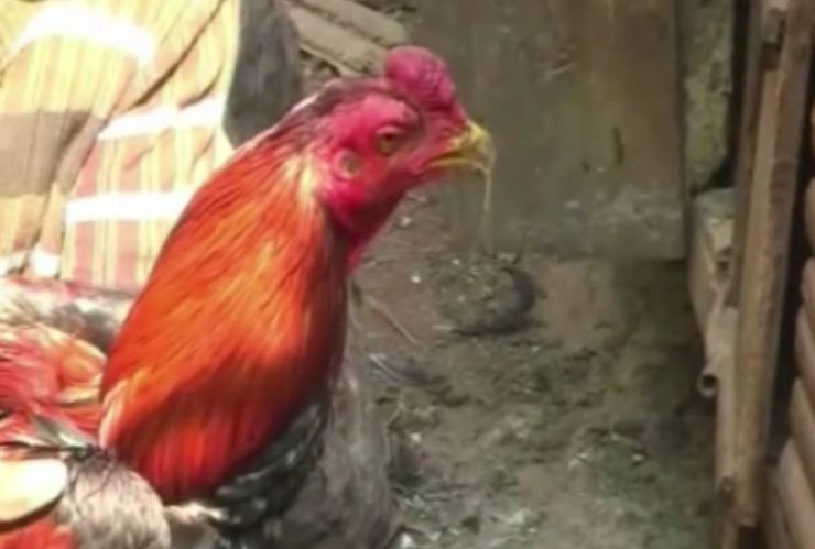 Ayam Mati Diduga Akibat Terserang Flu Burung