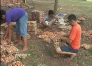 Kondisi Telur Mulai Membusuk