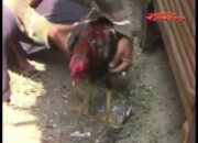 Video Ratusan Ekor Ayam Di Sidomulyo LamSel Mati Mendadak