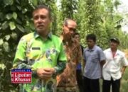 PEMKAB dan DISHUTBUN Siap Sejahterakan Petani Lada di Lampung Timur