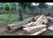 Kodim 0421 Lamsel Siap Berantas Ilegal Logging di Pesawaran