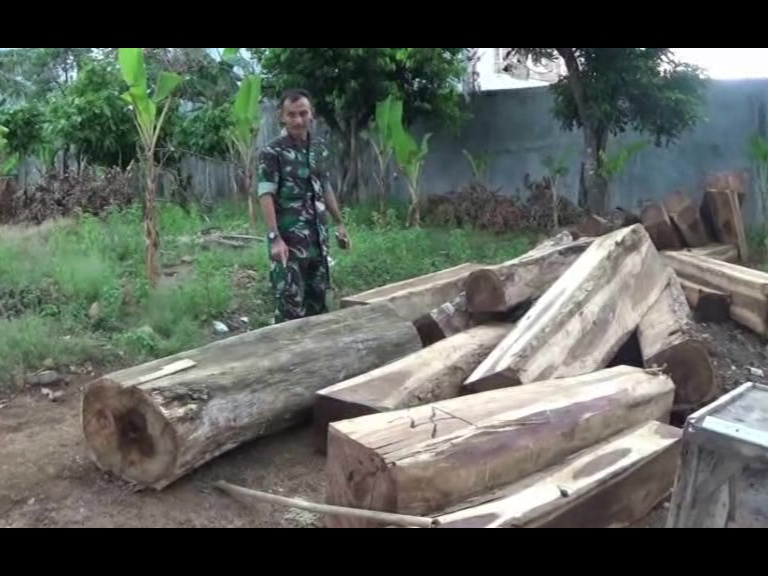 Kodim 0421 Lamsel Siap Berantas Ilegal Logging di Pesawaran