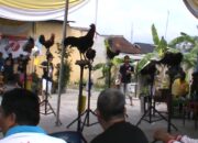 Semarak HUT RI, Warga Sukabumi Gelar Lomba Ayam Ketawa