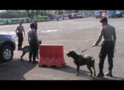 Empat Anjing Pelacak Sweeping Keramaian Kota