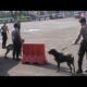 Empat Anjing Pelacak Sweeping Keramaian Kota