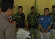 Tanam Puluhan Batang Ganja Di Halaman Rumah, Warga Natar Ditangkap Polisi