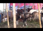 Cegah Penyakit Hewan, Dinas Peternakan Siap Lakukan Pemeriksaan