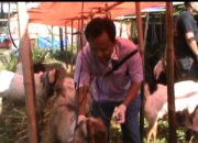 Disnakeswan Baru 70 Persen Lakukan Pengecekan Hewan Qurban