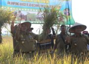 Lampung Jadi Lumbung Padi Nasional, Pemprov Lampung Siapkan Cetak Sawah 11.995   Hektar