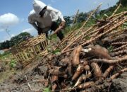 Harga Singkong Anjlok, Pemerintah Provinsi Lampung Meminta Pemerintah Pusat Untuk Menghentikan Impor dari Vietnam