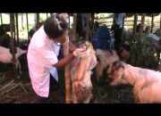 Pastikan Kesehatan Hewan,Dinas Peternakan Sidak Hewan Qurban