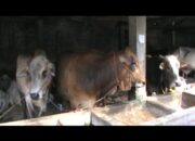 MUI Himbau Penyembelihan Qurban Harus Sesuai Syariat Islam