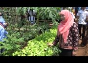 Ketua TP PKK Bandar Lampung Janji Tingkatkan Kualitas Kebun Tanaman Hidroponik