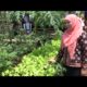 Ketua TP PKK Bandar Lampung Janji Tingkatkan Kualitas Kebun Tamanan Hidroponik