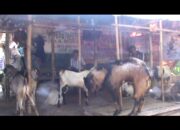 Pedagang ternak akui kenaikan omset penjualan