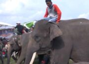 Warga Menilai Festival Way Kambas 2016 Kurang Diminati Masyarakat