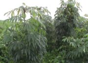 Harga Singkong Menurun, Pemerintah Upayakan Harga Dasar Stabil