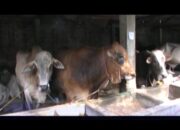 2017 Dinas Peternakan Fokuskan Program Integritas Ternak