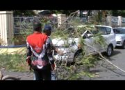 Pohon Tumbang Timpa Mobil Pengunjung Pengadilan