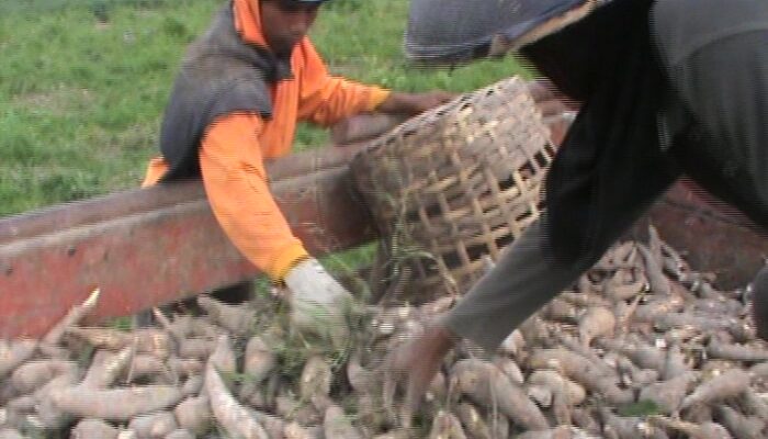 Mendagri Minta Warga Tinggalkan Makan Nasi, Tapi Harga Pangan Pengganti Lebih Mahal