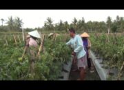 Petani Cabai di Lamsel Pakai Metode Tumpang Sari