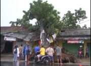 Angin Puyuh Robohkan Pohon Besar Satu Rumah Hancur