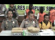 Polres Lamsel Amankan 13 Kilogram Ganja Kering