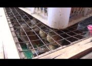 Perayaan Imlek Jadi Berkah Tersendiri Bagi Penjual Burung