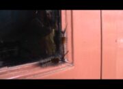 Serangan Hama Ulat Bulu Resahkan Warga