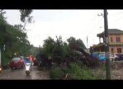 Pohon Tumbang Tutupi Badan Jalan, Jalinsum Macet Hingga 5 Kilo Meter