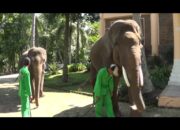 Jaga Populasi Gajah,Dishut dan BTNWK Gelar Diskusi