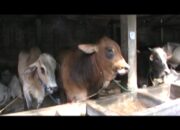 Distanakbun Lampung Manfaatkan Pelepah Sawit Sebagai Pakan Ternak Sapi