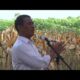 Menteri Pertanian Pastikan Harga Jagung di Lampung Naik