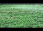 Ratusan Hektar Sawah Dipastikan Gagal Panen