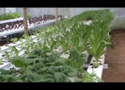 Berkebun Sistem Hidroponik Raih Omset Jutaan Rupiah