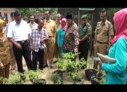 Tekan Inflasi Cabai,Pemkab Lamsel Gencar Lakukan Tanam Cabai