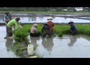 Nilai Tukar Petani Lampung Anjlok 1,6 Persen