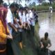 Panen Ikan Nila,Pemkab Gandeng Kelompok Tani