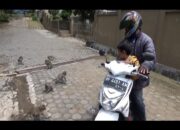 Taman Hutan Kera Minim Perhatian