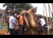 Menyulap Tunggul Pohon Jadi Pautung Naga Raksasa