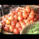 Musim Penghujan, Harga Tomat Naik Drastis