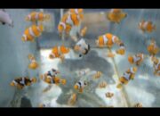 Nemo Lampung Si Badut yang Dibudidayakan