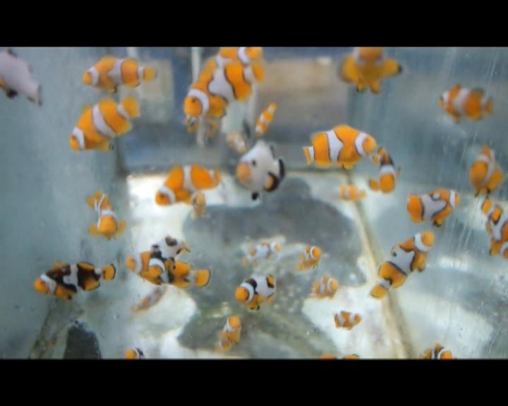 Nemo Lampung Si Badut yang Dibudidayakan