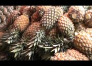 Ribuan Buah Nanas Terjual Dalam Sehari